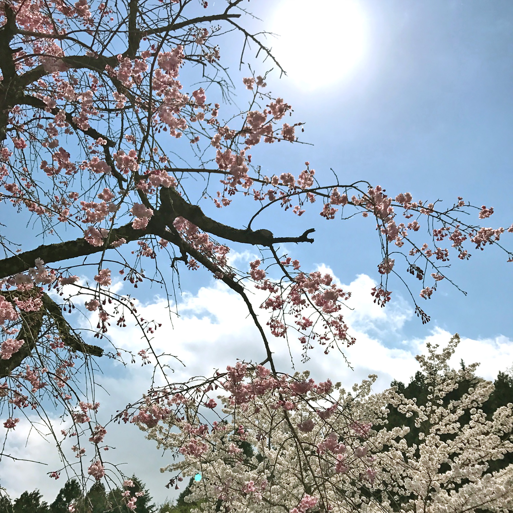 多摩聖地霊園の桜